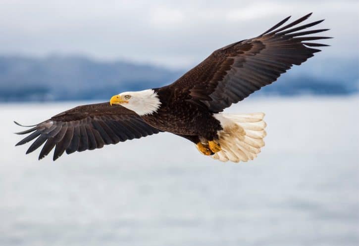 Bald Eagle