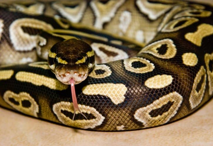 Ball Python
