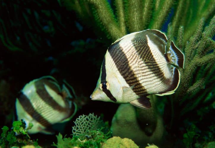 Banded Butterflyfish