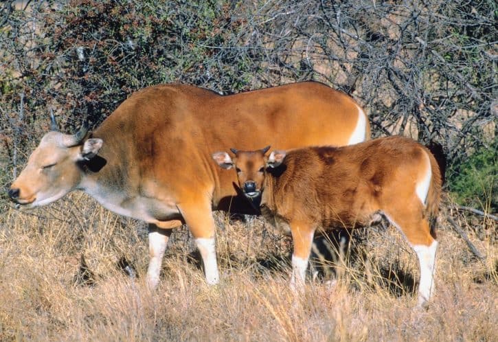 Banteng, Javan