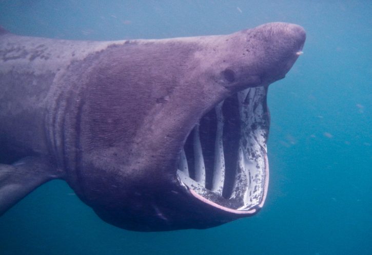 Basking Shark