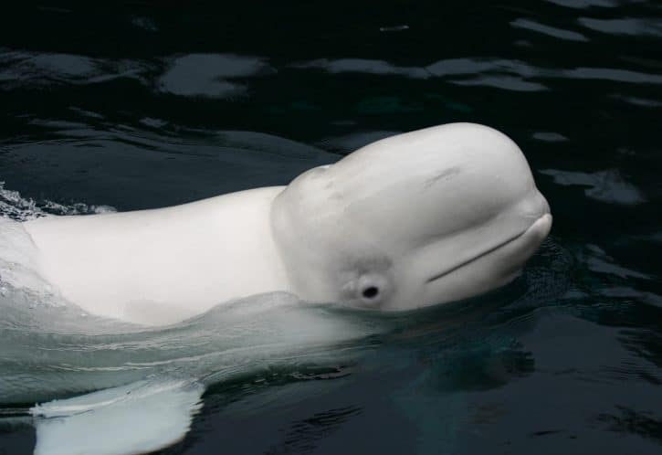 Beluga whale