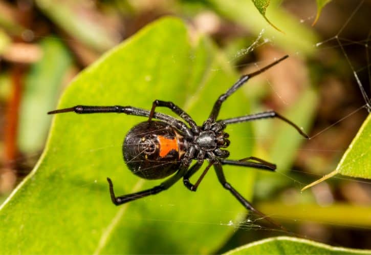 Black Widow, Western (female)