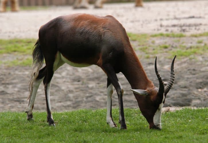 Blesbok