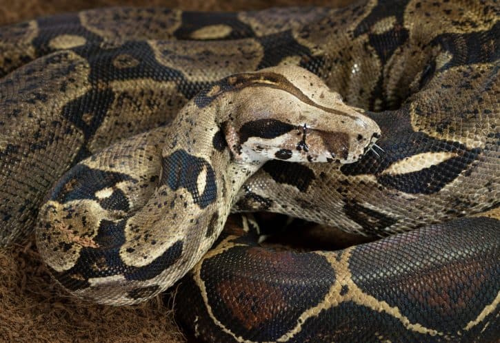 Boa Constrictor