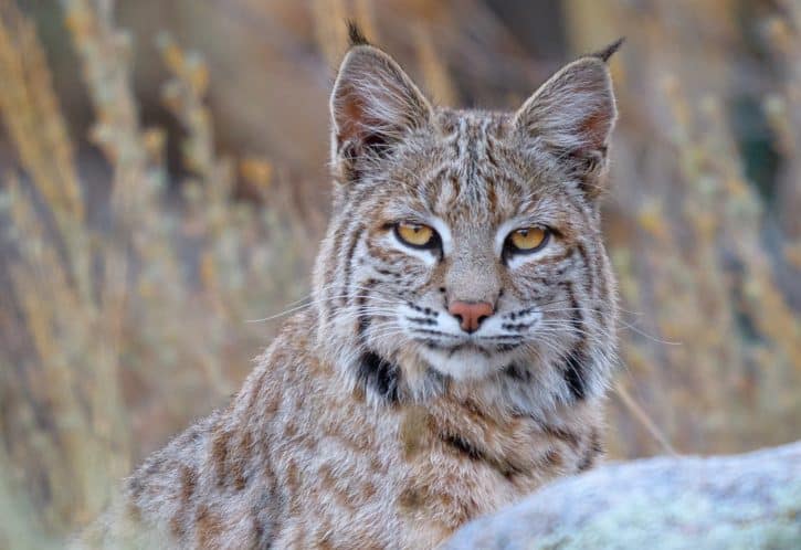 Bobcat