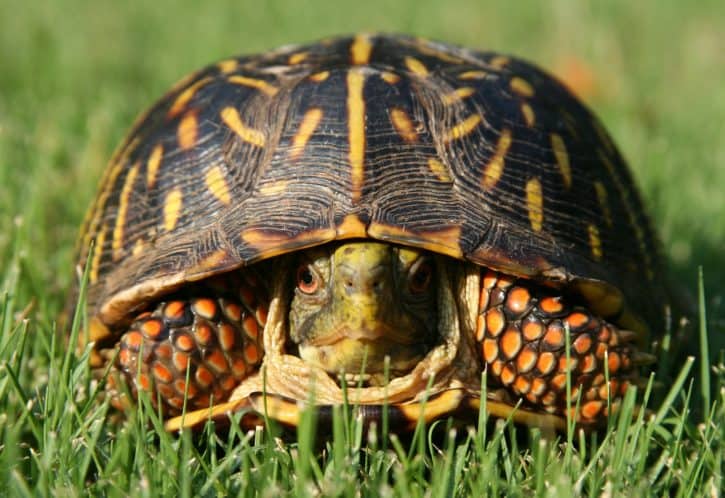 Box Turtle