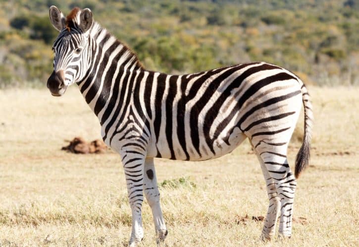Burchell's Zebra