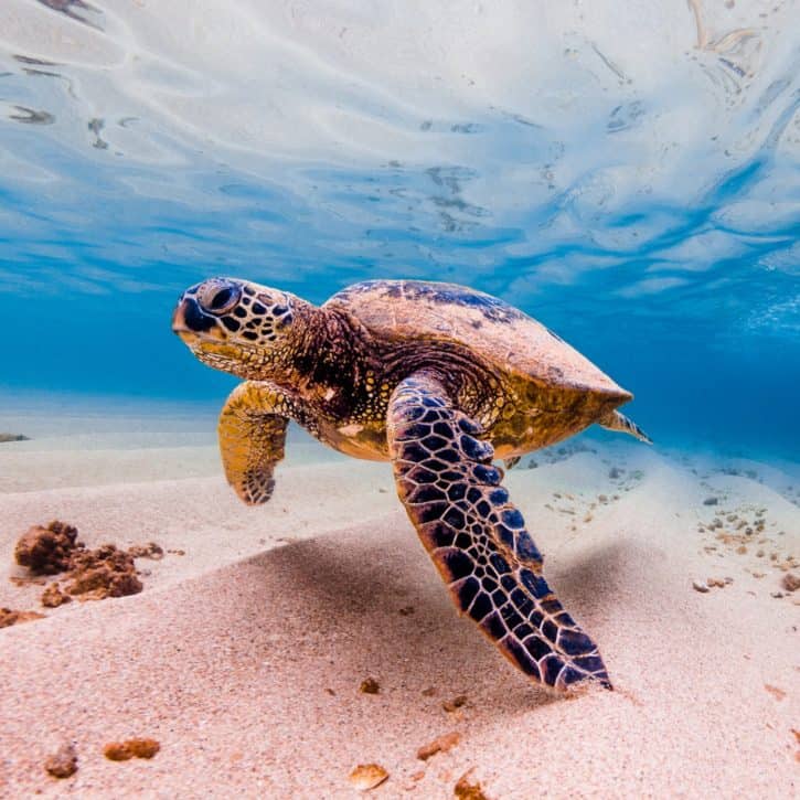 What do sea turtles eat