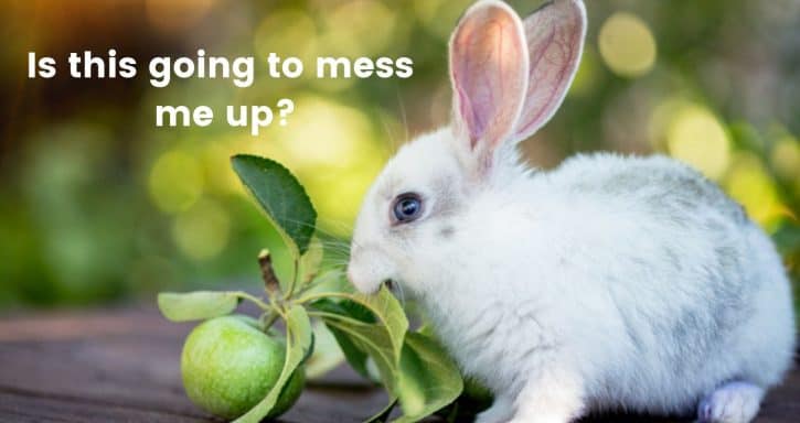 Can Rabbits Eat Apples? Featured Photo