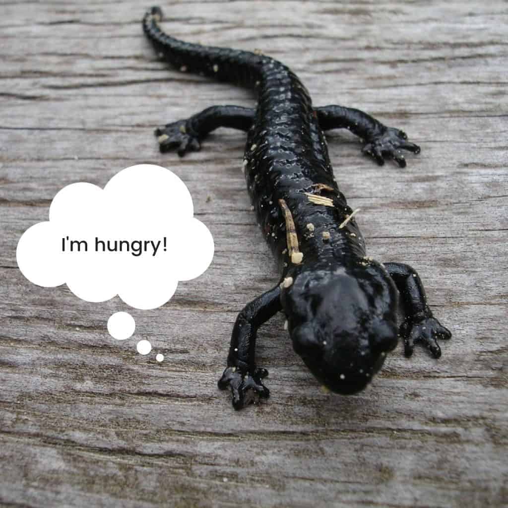What do salamanders eat?