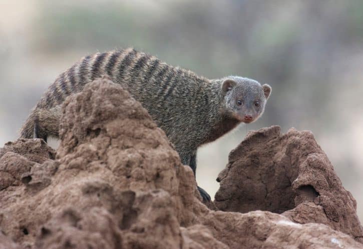 Banded Mongoose