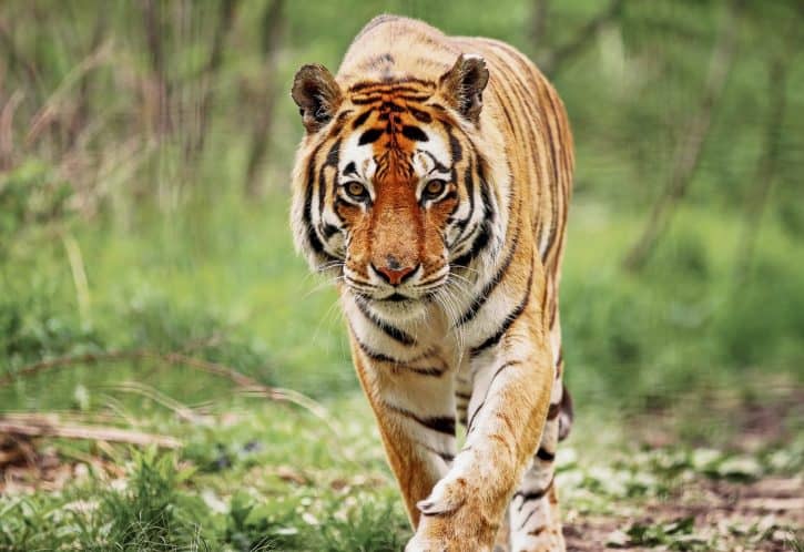 Bengal Tiger
