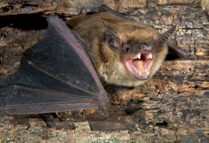Big Brown Bat