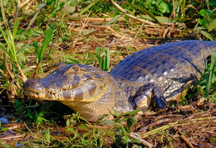 Black caiman