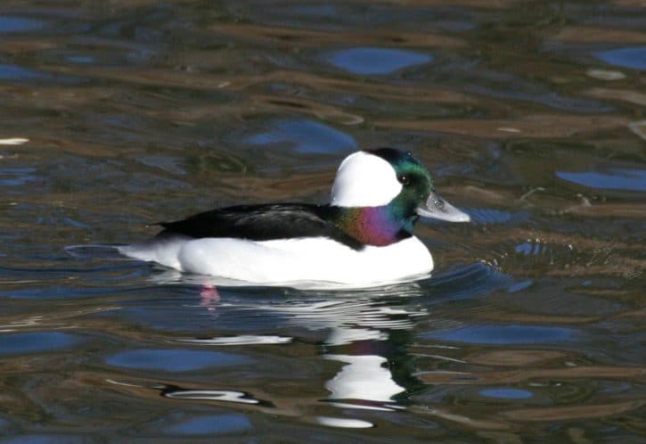 Bufflehead (male)