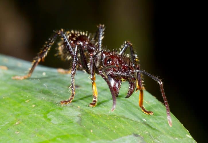 Bullet Ant