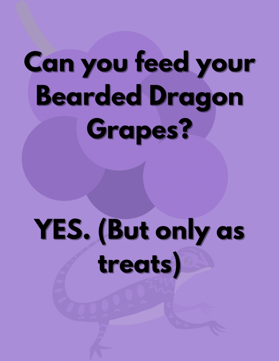 Can Bearded Dragons Eat Grapes