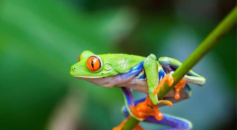 Frog names - Green frog on a stem
